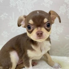 ち〜ちゃんスマイル🥰スムースチワワ(チョコレートタン＆ホワイト)🍫🍼女の子❤️2026年1月7日生まれ