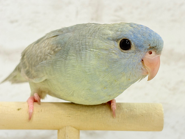 まんまるおめめのプリティフェイス♡サザナミインコ(ブルースパングル) ヒナ