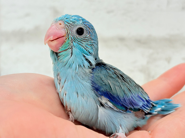 可愛いお顔の恐竜さん⋆͛🦕⋆マメルリハ(ブルー) 男の子 ヒナ