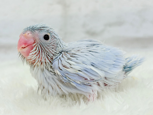 淡々🫧癒しのアイスブルー🩵マメルリハ(アメリカンホワイトパイド) 男の子 ヒナ