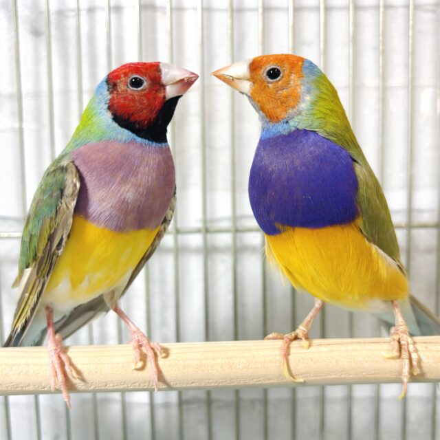 コキンチョウ ノーマル ペア♡ ❤️💜‎🤍💛