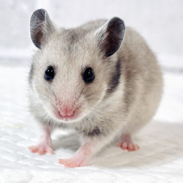 カラーハムスター シルバーグレー 女の子 🎀🩶･.｡*･.｡*