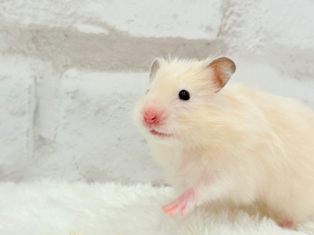 ふんわり柔らか🐹🍨🫧サテンハムスター(クリーム) 女の子