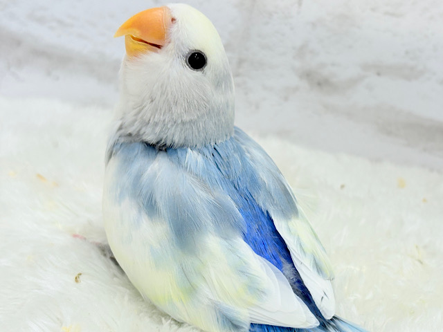 【最新画像更新🪄】真っ白でふんわりクリーミー🐣🧁💛コザクラインコ(ブルーオパーリンパイド) ヒナ