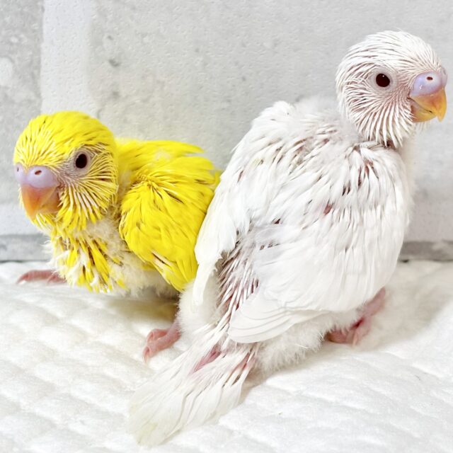 春の訪れを感じる中セキセイインコちゃんず2羽来てくれましたよ〜❀.*ﾟ🌸