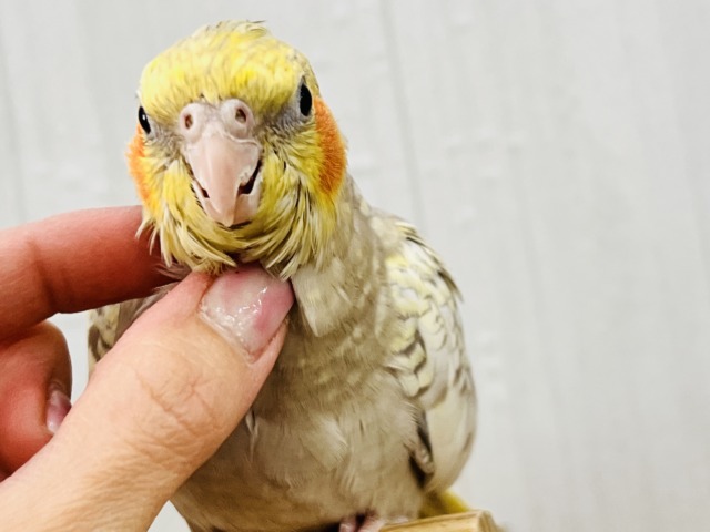 最新画像更新✨ムキッと♡パールたっぷりなオカメインコ（シナモンパール）