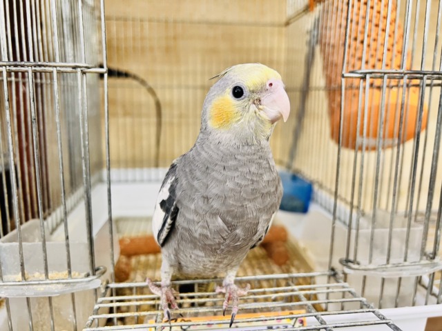 画像更新☆ピカっと黄色のほっぺ♡これから素敵に育つんだ！オカメインコのノーマルカラー🩶