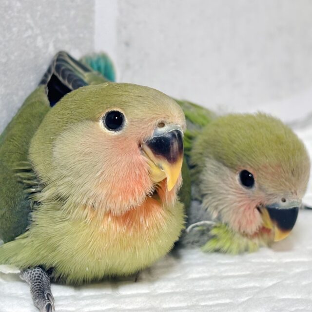 コザクラインコ ノーマル 2羽🍒🌳🍃🌳🍀.*