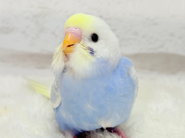 【最新画像更新🪄】フラワー畑の天使ちゃん🐣🪻セキセイインコ(パステルレインボーパイド) ヒナ