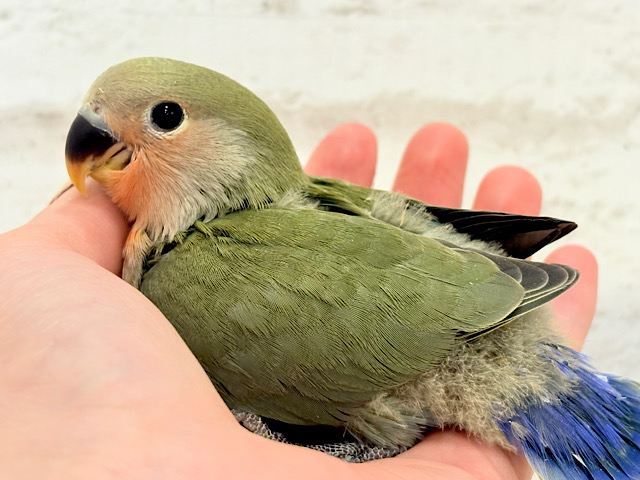 【最新画像更新🪄】これぞ定番‪☆ラブバード🐣💖コザクラインコ(ノーマル) ヒナ