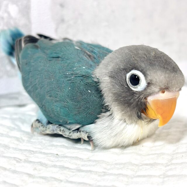 ボタンインコ ブルー 💙🪼⋆.ೃ࿔*:･