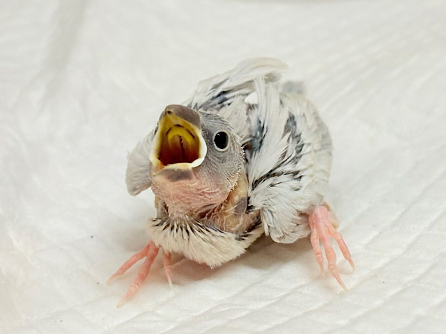 アピール力なら負けませんっ‪☆シルバー文鳥 ヒナ