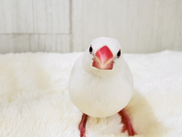 画像更新☆イチゴ大福🍓真っ白キラキラした✨純白な白文鳥の雛入舎です☆