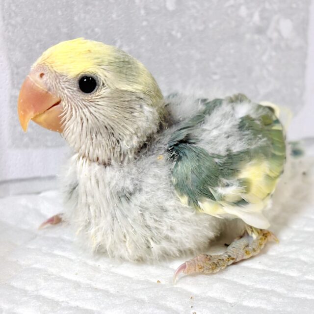 コザクラインコ ブルーパイド 💙🪷* ゚