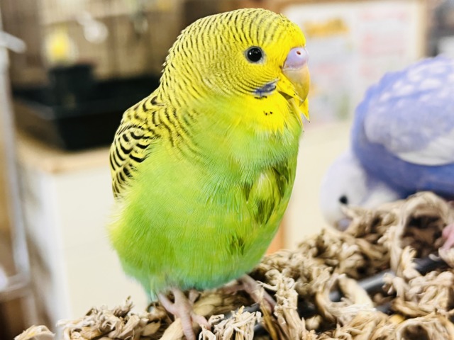 しましま🌀逆に希少カラー🍀ノーマルカラーのセキセイインコ(ヒナ)入荷しました❤️