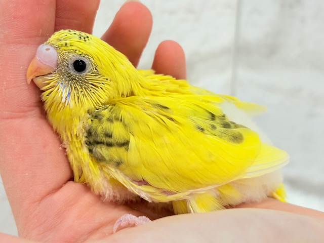 唯一無二‪☆ピヨピヨ歌うのりたまちゃん🐣💛セキセイインコ(黄色ハルクイン) ヒナ