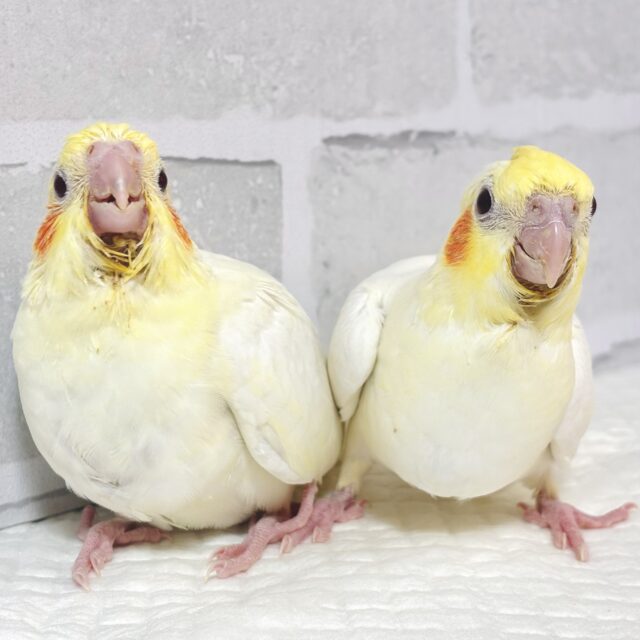 オカメインコ ルチノー 2羽🐥🐥☀️｡°