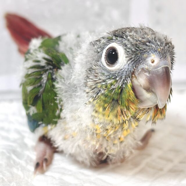 ワキコガネウロコインコ ‪💚🌟.｡.:*・°