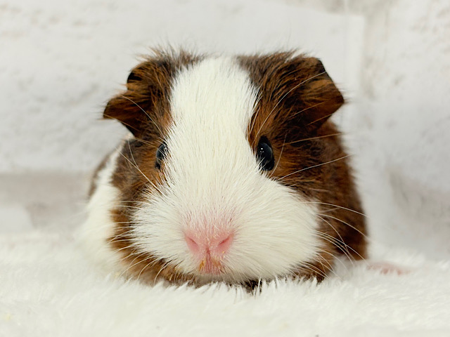 プリティーベイビーフェイス🐹💖イングリッシュモルモット(女の子)