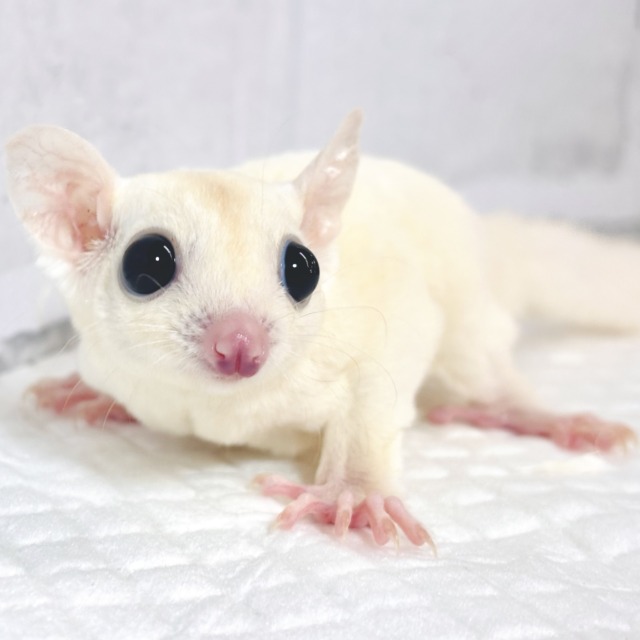 フクロモモンガ リューシスティック 女の子 ‎🤍✨️✧*｡