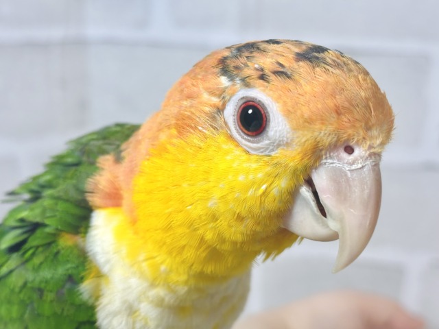 シロハラインコ 男の子 ‎🤍‎🍊🌳