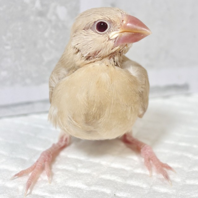 シナモン文鳥 ヒナ 🕰‪🧡‬‪✧*｡