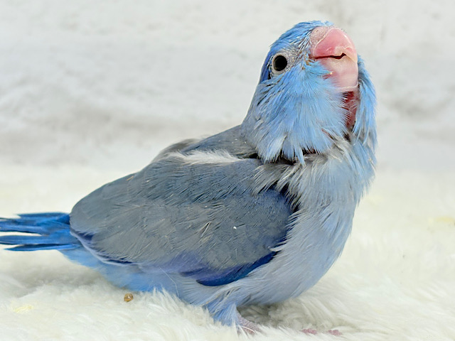 【最新画像更新🪄】表情豊か♡おめめがキレイ🐥💫マメルリハ(コバルト) 男の子 ヒナ