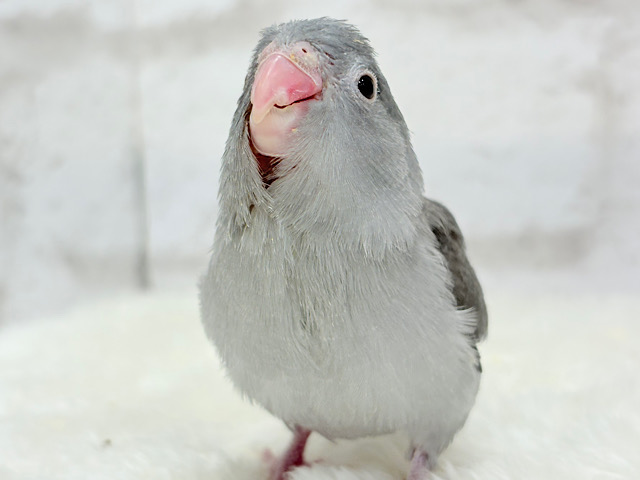 【最新画像更新🪄】カッコイイ＆カワイイの合わせ技🐥🩶マメルリハ(モーブ) ヒナ