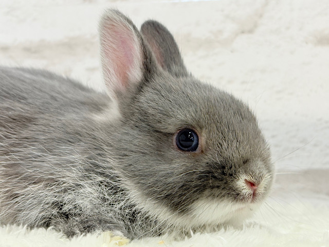 動くお人形さん🐰💙ネザーランドドワーフ(ブルーマーチン)男の子