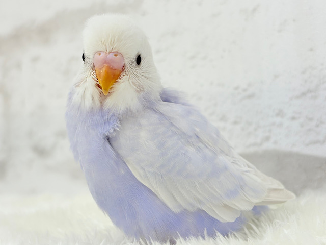 麗しい💜目を奪われる美しさ𖤐 ̖́-‬セキセイインコ(ライラック) ヒナ