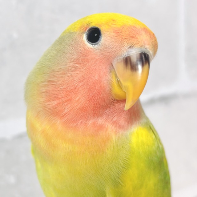 コザクラインコ タイガーチェリー 🐯💗