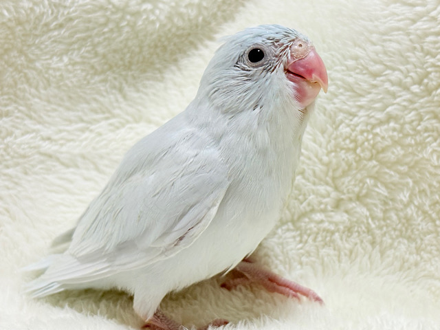 淡色の元気っ子🩵マメルリハ(アメリカンホワイト) 女の子 ヒナ