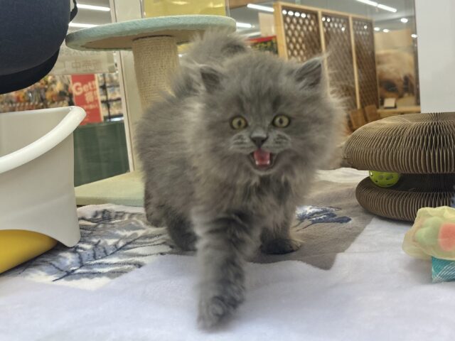 グイグイ系女子はお好き♥？スコティッシュフォールドちゃん！