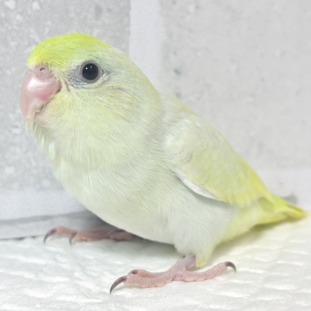 マメルリハ ターコイズダイリュートミント 女の子 🍀🌿 ﾟ⋆˙⟡