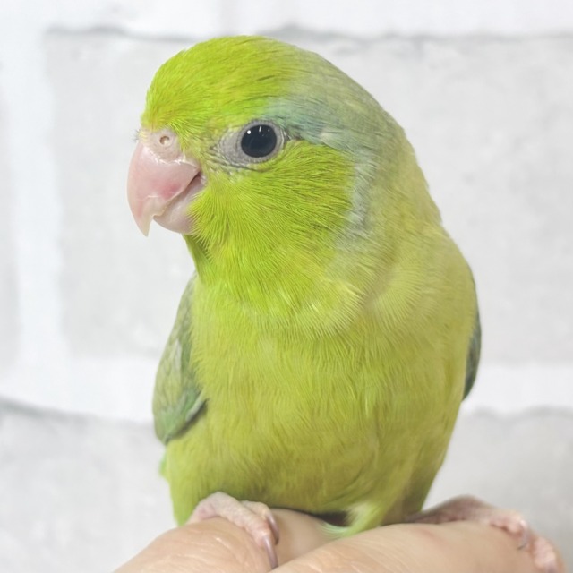 マメルリハ パステルダークグリーンSPターコイズ 男の子 🌲🍵⟡.·*.