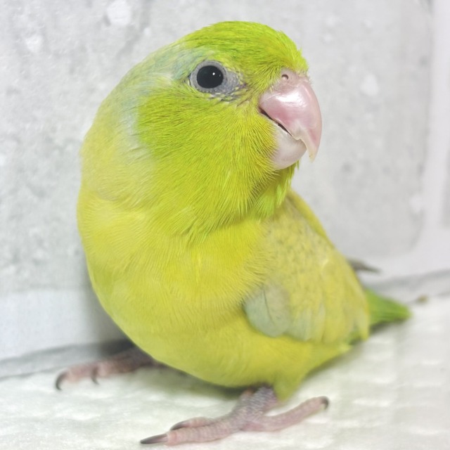 マメルリハ パステルイエローグリーンSPターコイズ 男の子 🍋🌿‬‪✨️