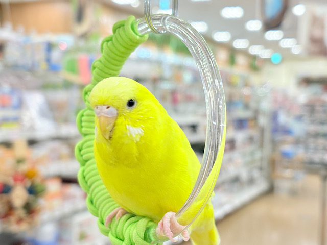 【最新画像更新🪄】ムチッと♡優しいジャンボちゃん🐥🪅ジャンボセキセイインコ(ダブルファクター)