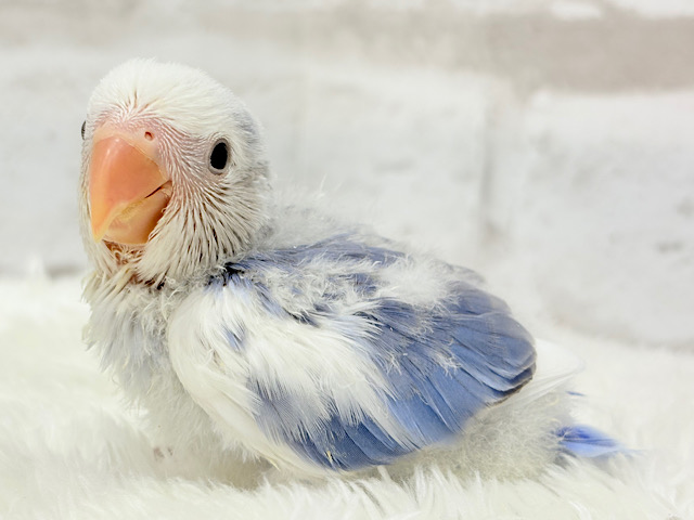 【最新画像更新🪄】わくわくどきどき♡コザクラインコ(バイオレットオパーリンパイド) ヒナ