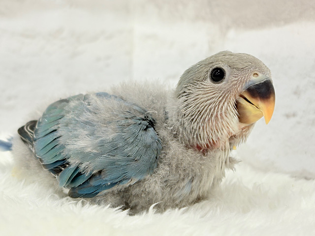【最新画像更新🪄】わた毛の妖精さん🧚‍♀️🫧コザクラインコ(ブルーチェリー) ヒナ