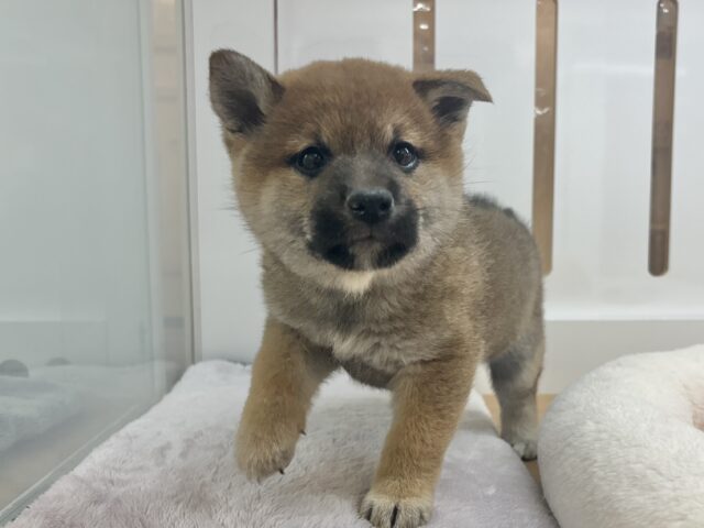 グラマラスボディーが魅力♡柴犬ちゃん！