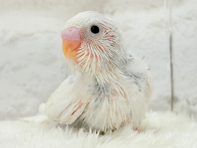 おめめくりくり♡可愛さ爆発中〜💥💖セキセイインコ(パイド) ヒナ