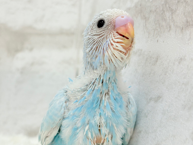 すっきり爽やか🫧空色カラー🐣🩵セキセイインコ(スパングル) ヒナ
