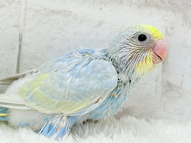 すっきり爽やか🫧しゅわっとソーダ🍾🧊セキセイインコ(パステルレインボー) ヒナ