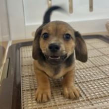 オイラの魅力は底知らず♥チワックスくん！