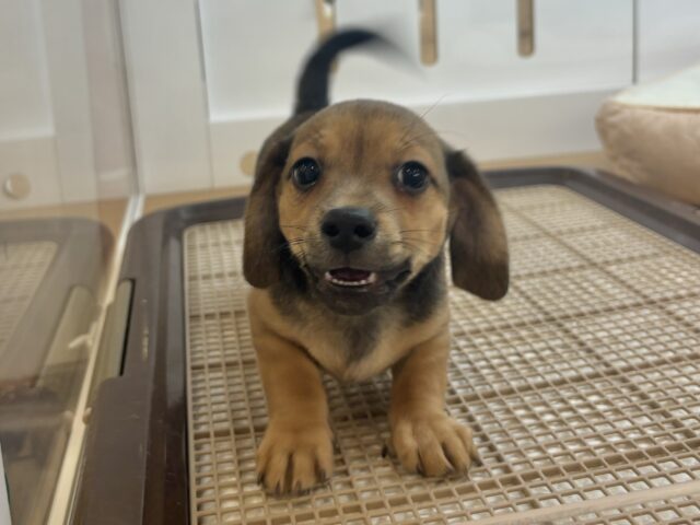 オイラの魅力は底知らず♥チワックスくん！