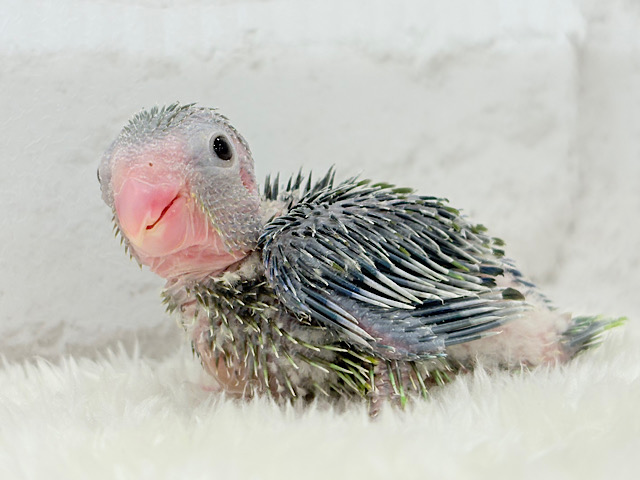 チビガオー🦖⚡️ミニマム恐竜💚マメルリハ(ノーマル) 男の子 ヒナ