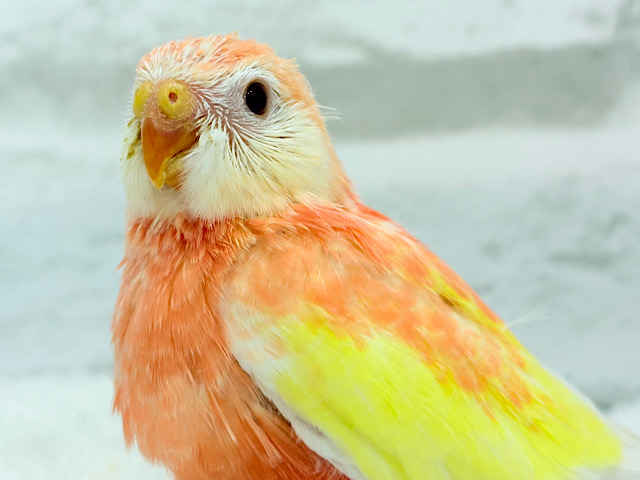 ピュアピュア🍑果汁100%💖アキクサインコ(ルビノー) ヒナ