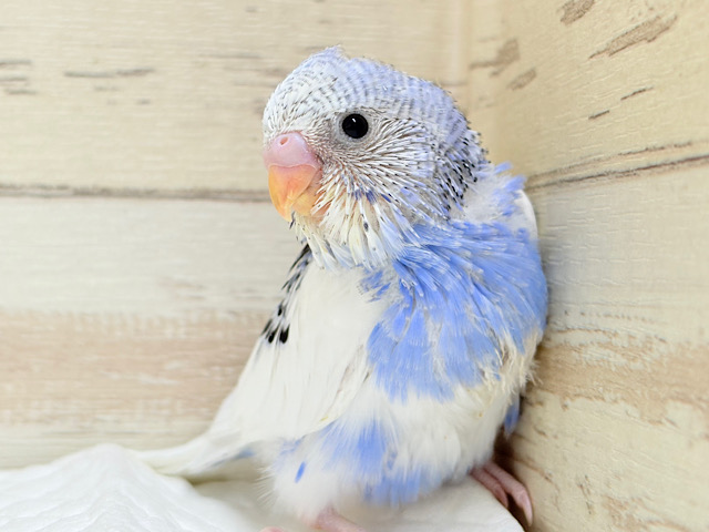 きゅるるんっ🫧きらきらおめめ‪☆セキセイインコ(パイド) ヒナ