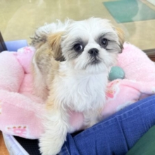 シーズー（ホワイト&ゴールド）男の子♫ボクも甘えたいんです！