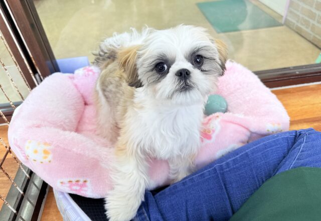 シーズー（ホワイト&ゴールド）男の子♫ボクも甘えたいんです！